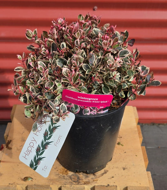 Potted plant with a pink label on a wooden surface against a red background