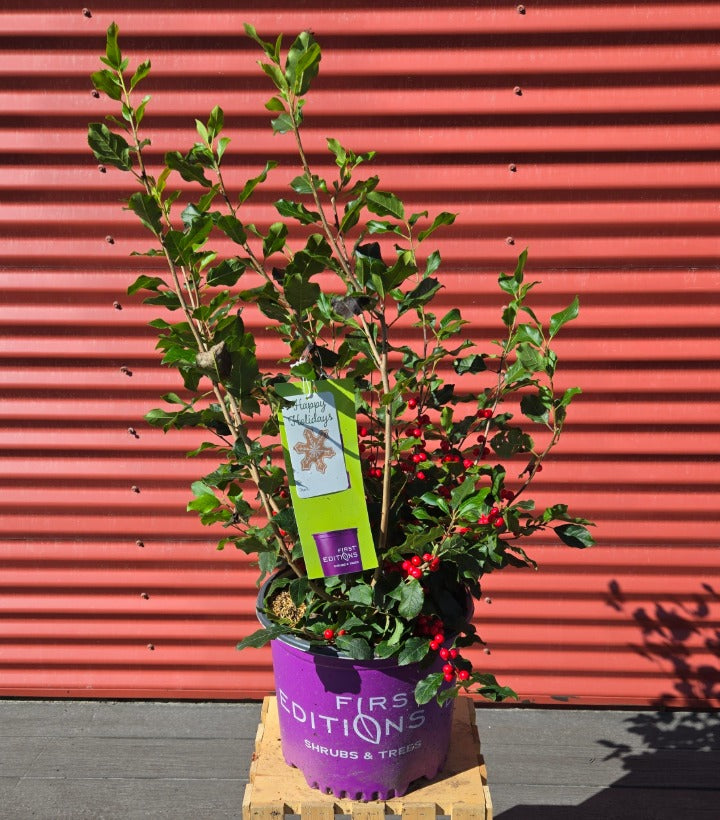 Potted plant with a purple container labeled 'First Editions' against a red corrugated metal background.