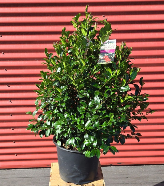 Potted plant with a red corrugated metal background