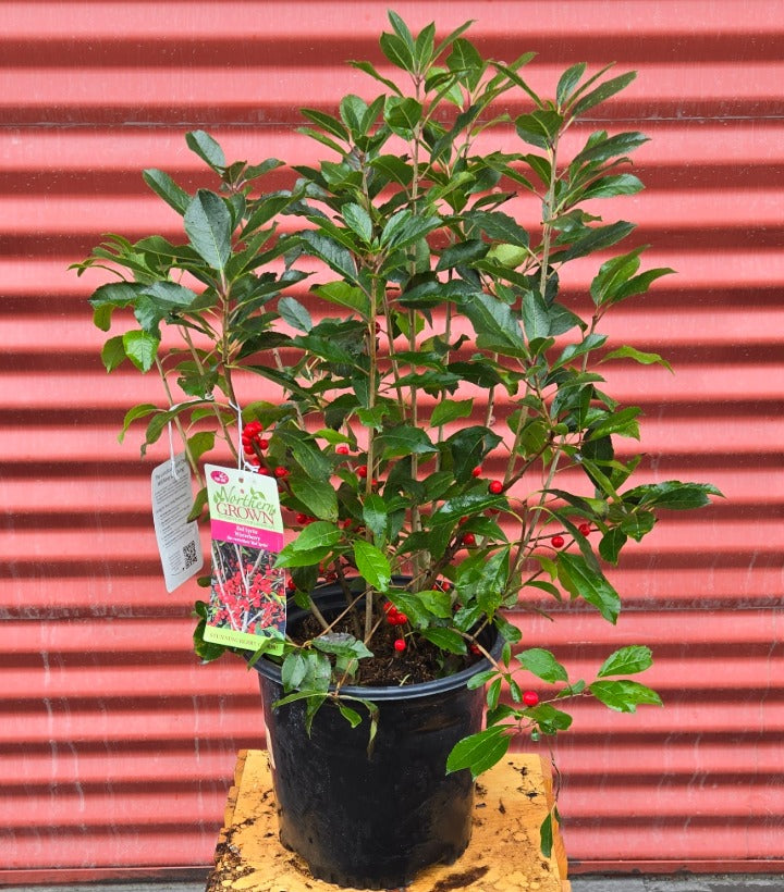 Potted plant with a tag against a red corrugated metal background
