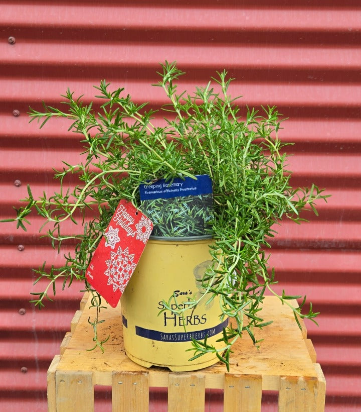 Potted plant with a tag on a wooden block against a red corrugated metal background
