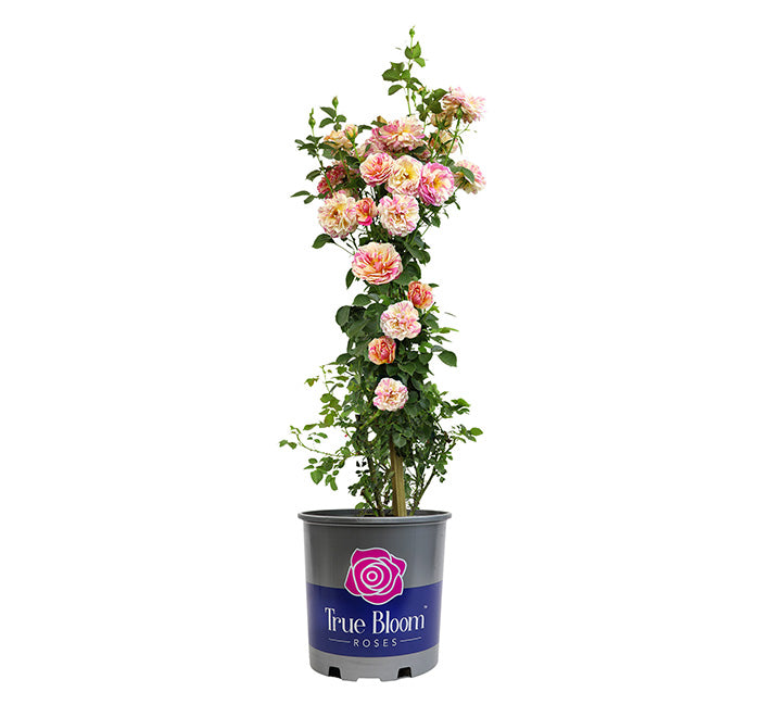 Potted plant with blooming roses labeled 'True Bloom' on a white background