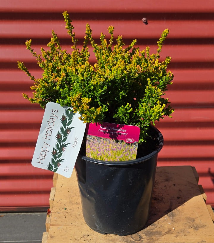 Potted plant with decorative tags against a red corrugated metal background