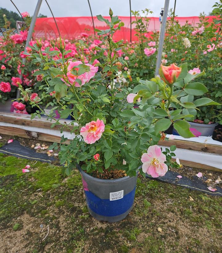 Potted plant with pink flowers in a garden setting