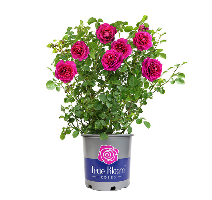 Potted plant with pink roses labeled 'True Bloom Roses' on a white background