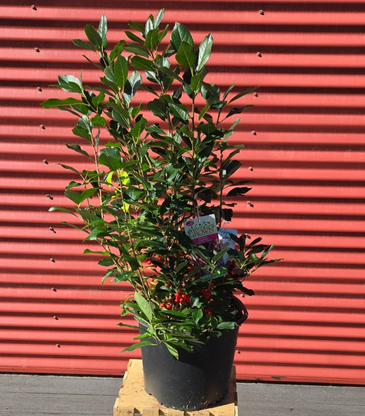 Potted plant with red berries against a red corrugated metal background