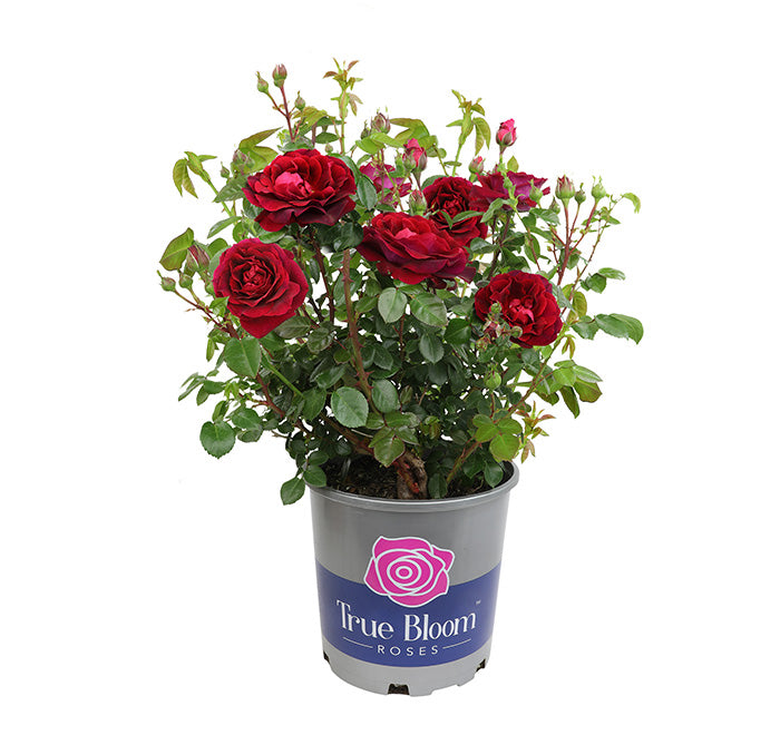 Potted plant with red roses labeled 'True Bloom Roses' on a white background