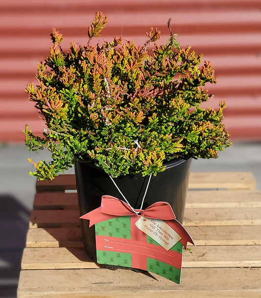 Potted plant with yellow foliage and a purple label that reads 'Blazeaway Heather' and has a Christmas-themed graphic.