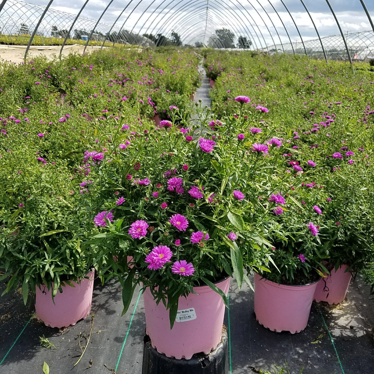Potted plants of Mixed Medley of Asters with pink flowers and green foliage arranged in rows under a greenhouse structure.