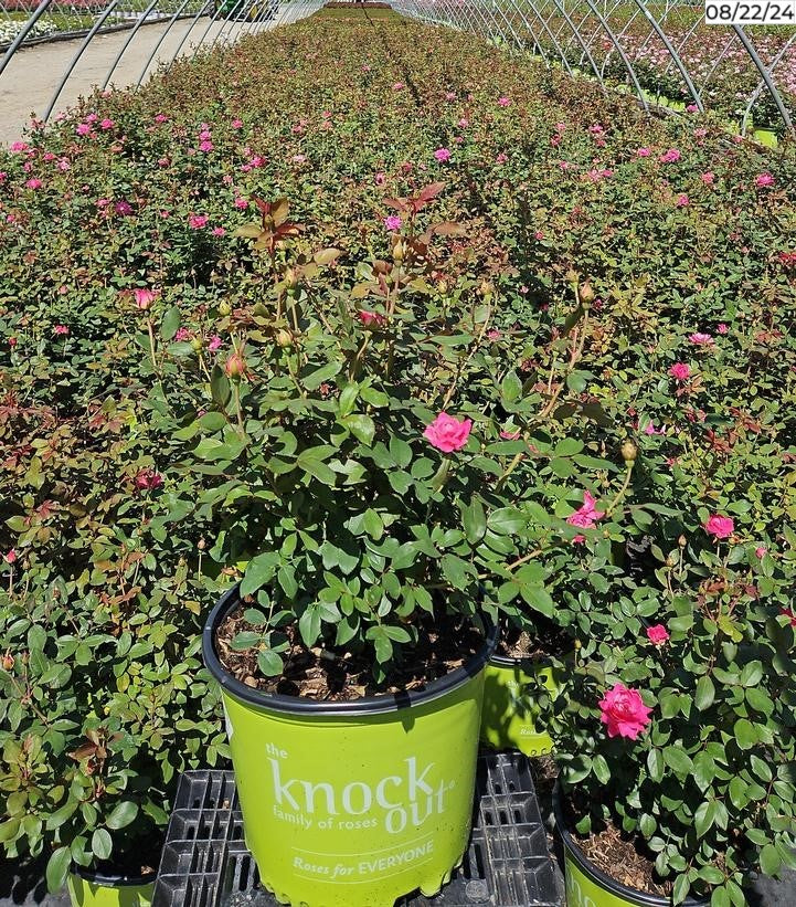 Potted rose plant from a different perspective highlighting flowers and foliage