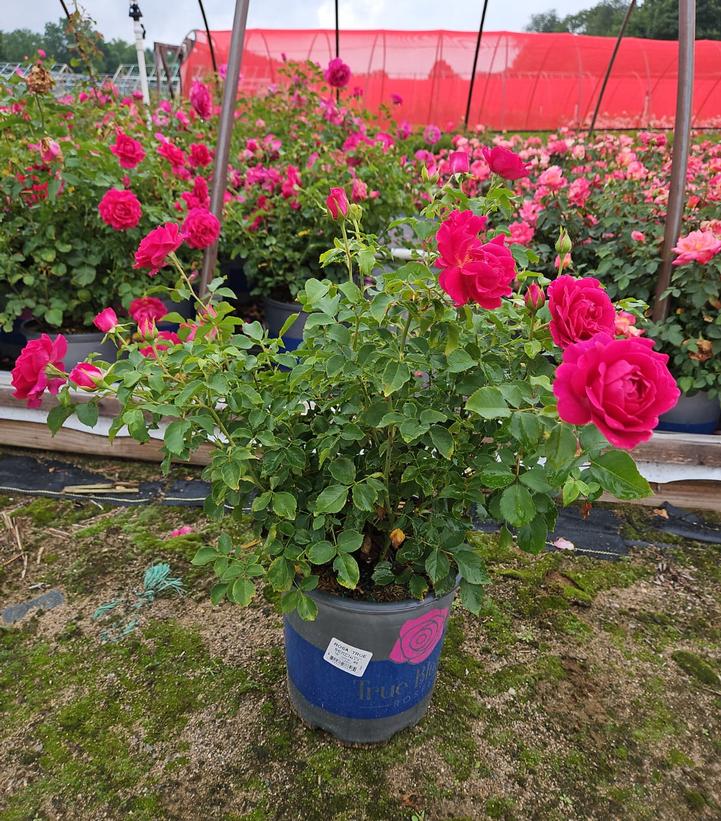 Potted rose plant with pink flowers in a garden setting