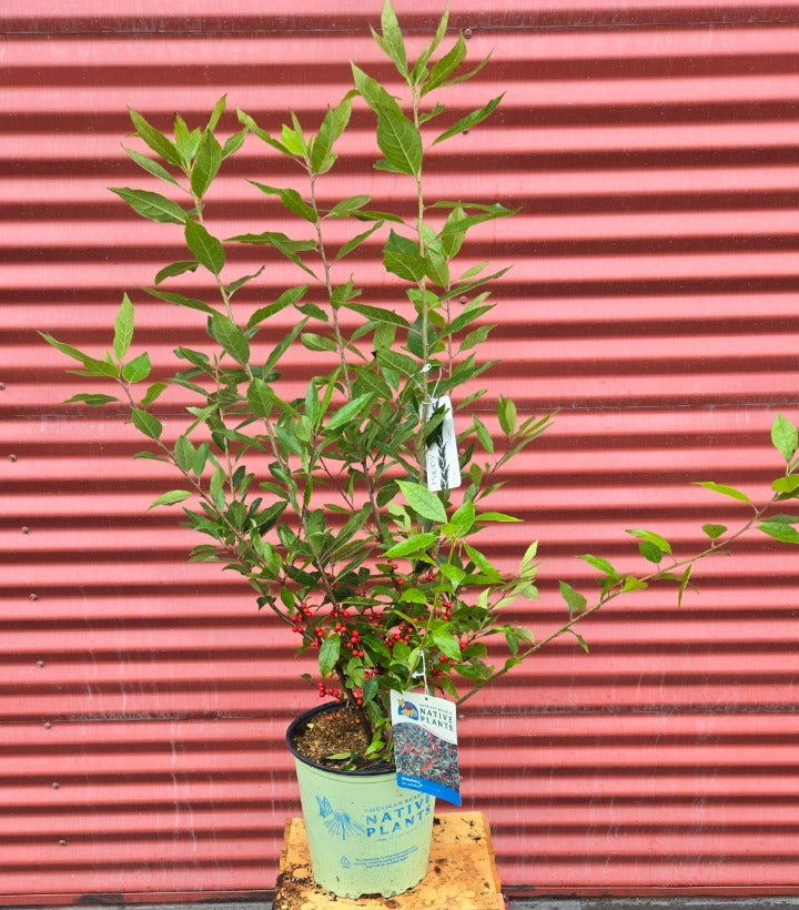 Potted plant with red berries against a red corrugated metal background