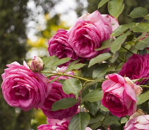 Pretty in Pink Eden Climber™ Rose