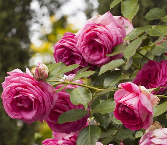 Pretty in Pink Eden Climber™ Rose