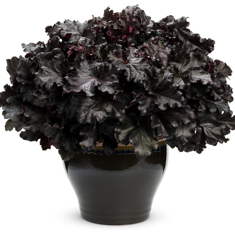 Primo® Black Pearl Coral Bells in black pot