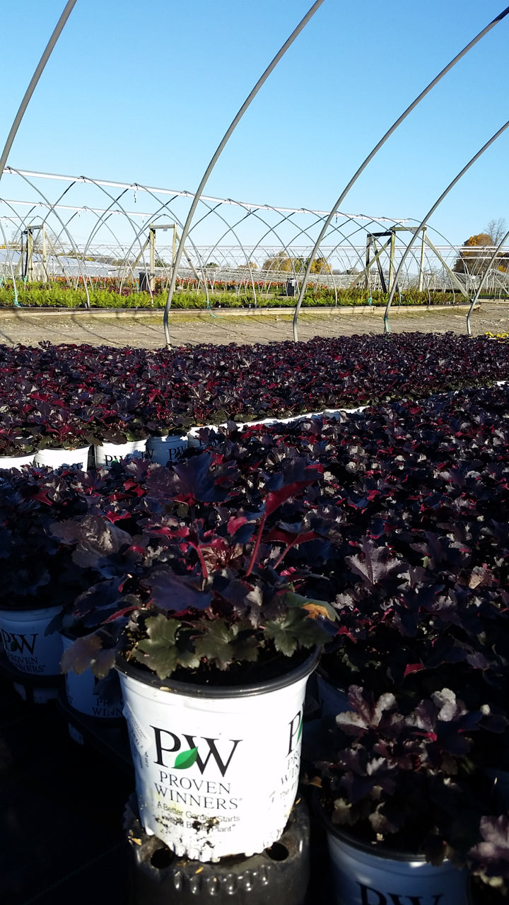 Primo® Black Pearl Coral Bells in nursery