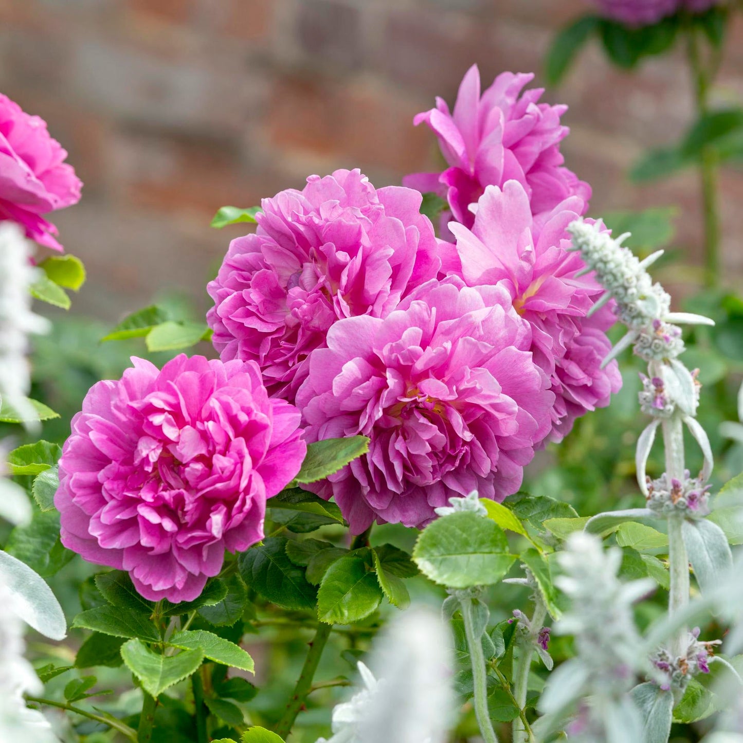 Princess Anne™ English Shrub Rose