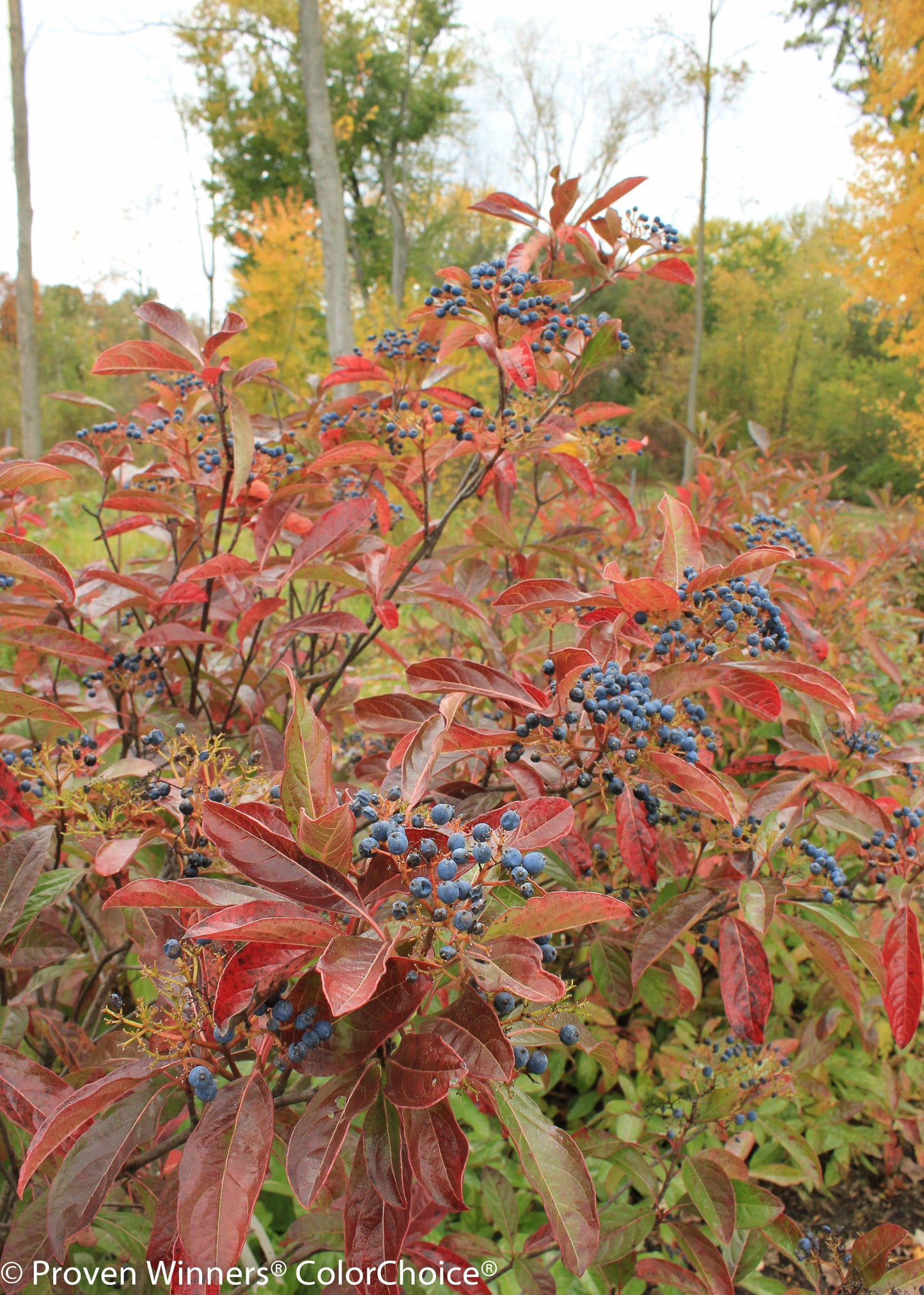 Profile view of Brandywine™ Viburnum shrub with leaves and fruit