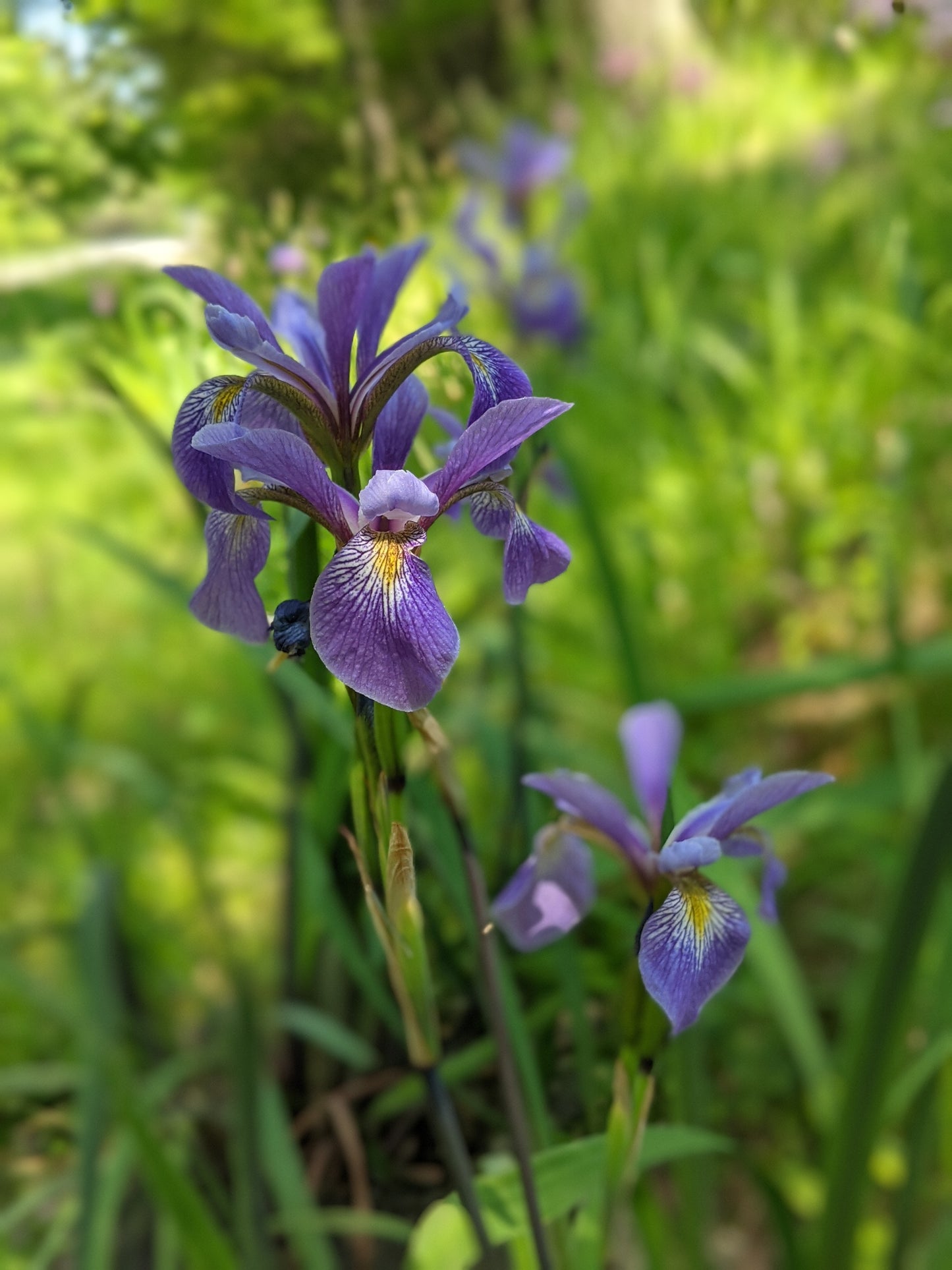 Purple Flame Northern Blueflag flower close up