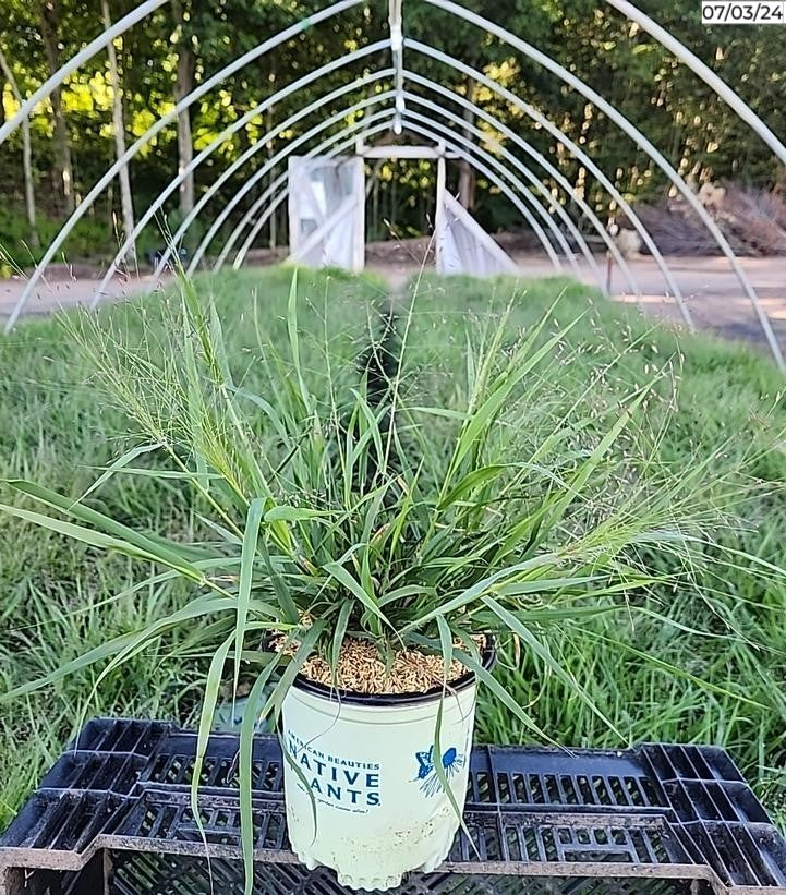 Purple Lovegrass in branded pot