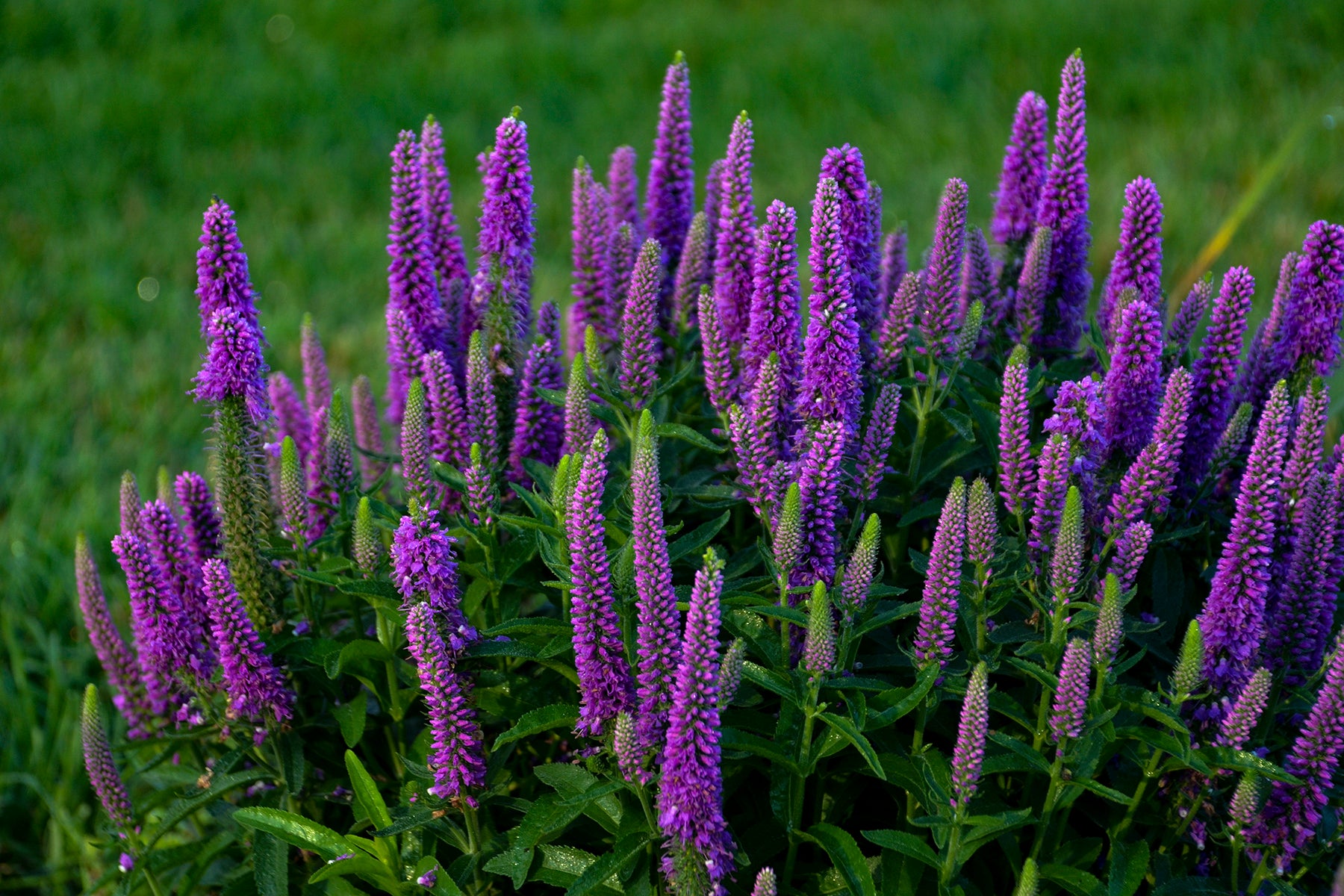 Purple flowering plants against a green grass background