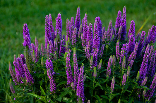 Purple flowering plants against a green grass background