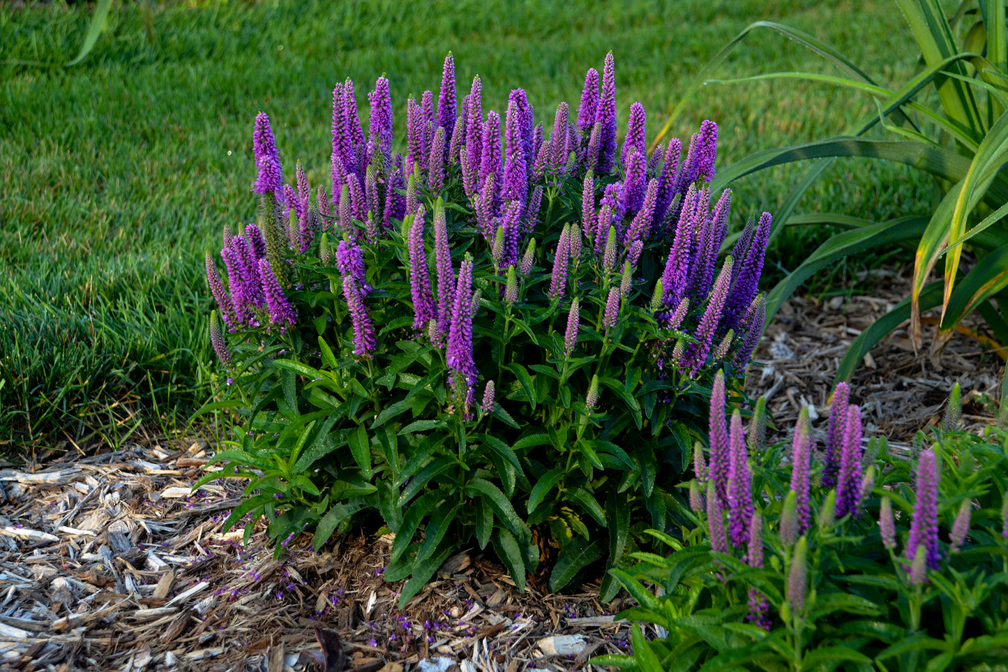 Purple flowering plants in a garden setting with green grass and mulch.