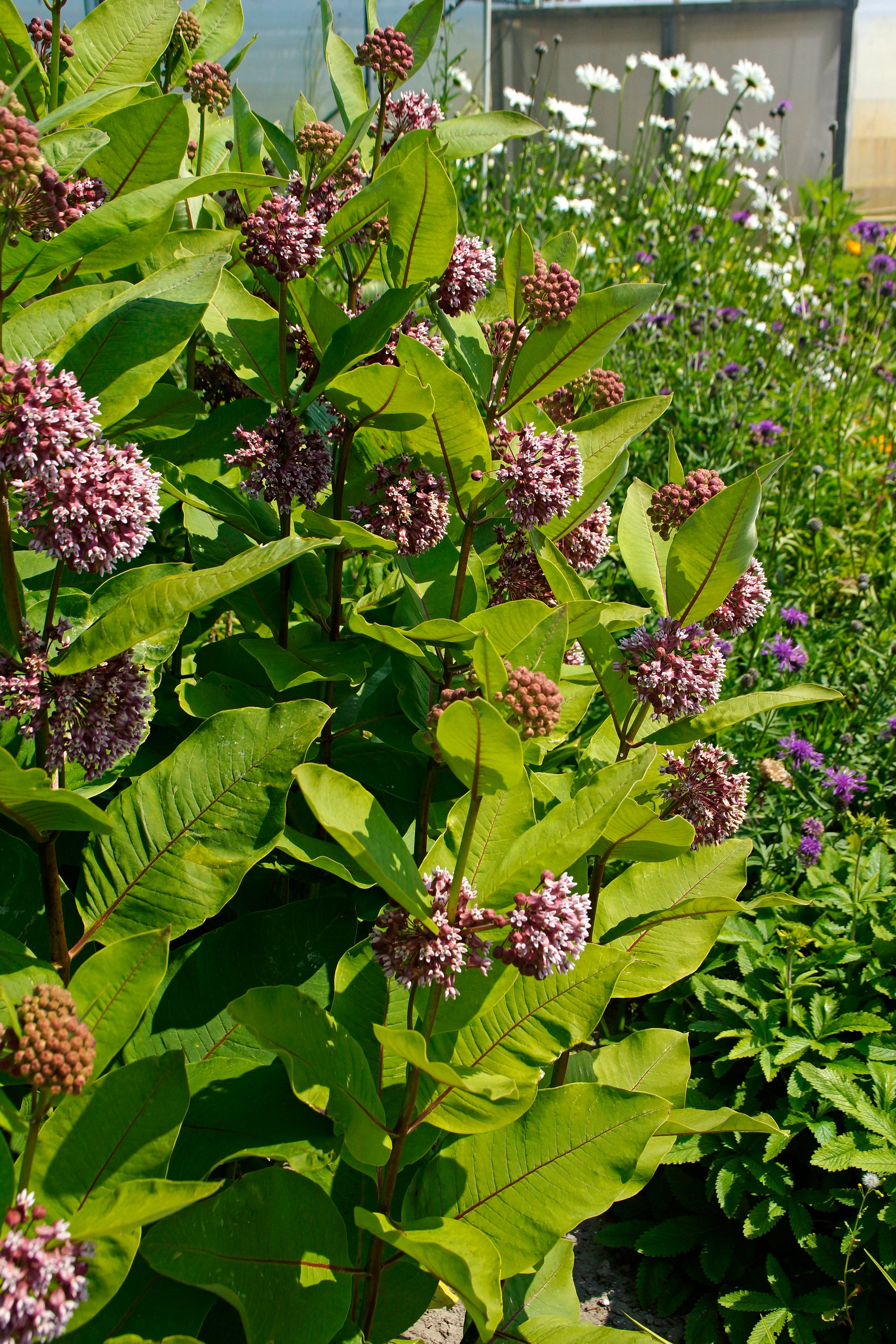 Purple flowers with green leaves in a garden setting