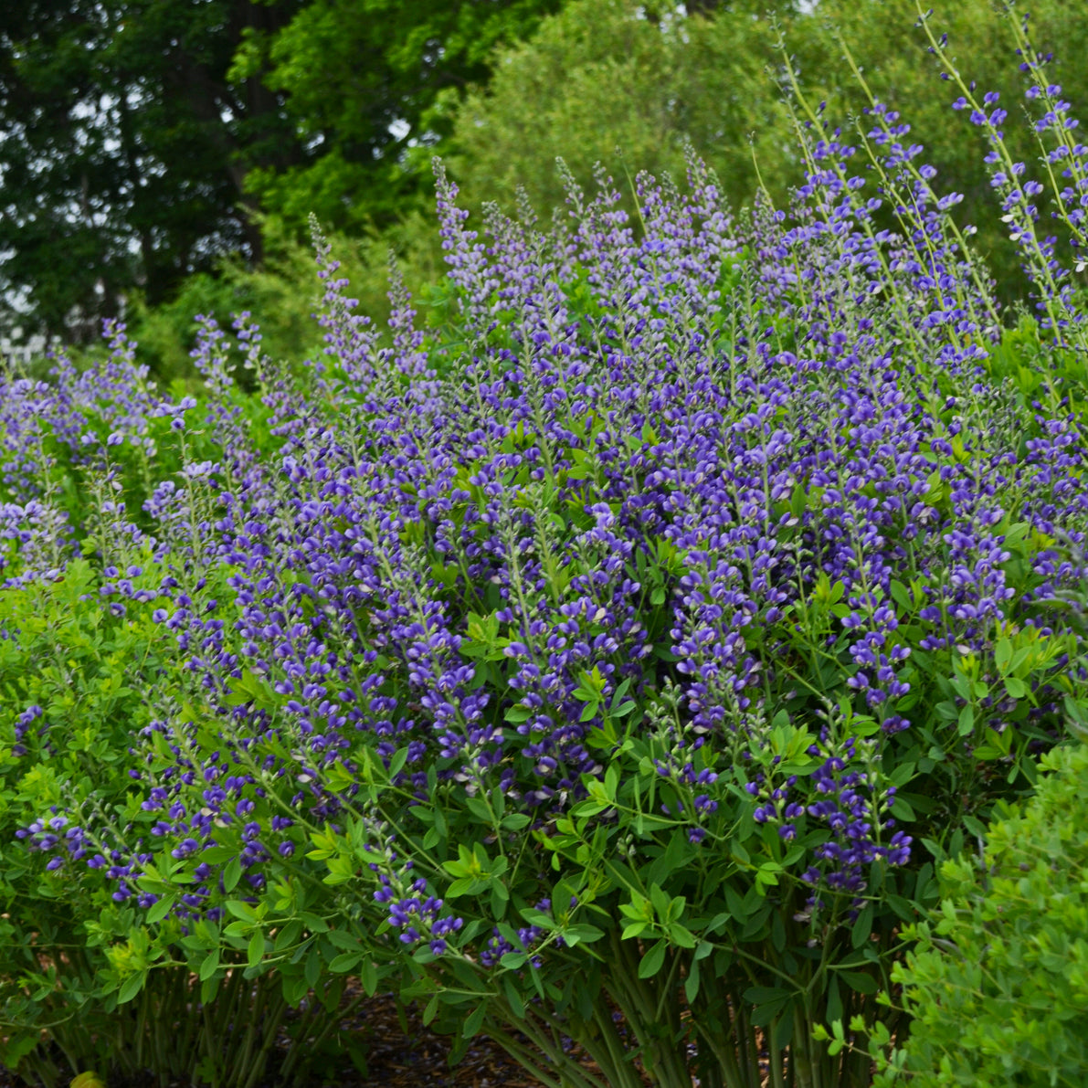 Purple flowers with green leaves in a garden setting