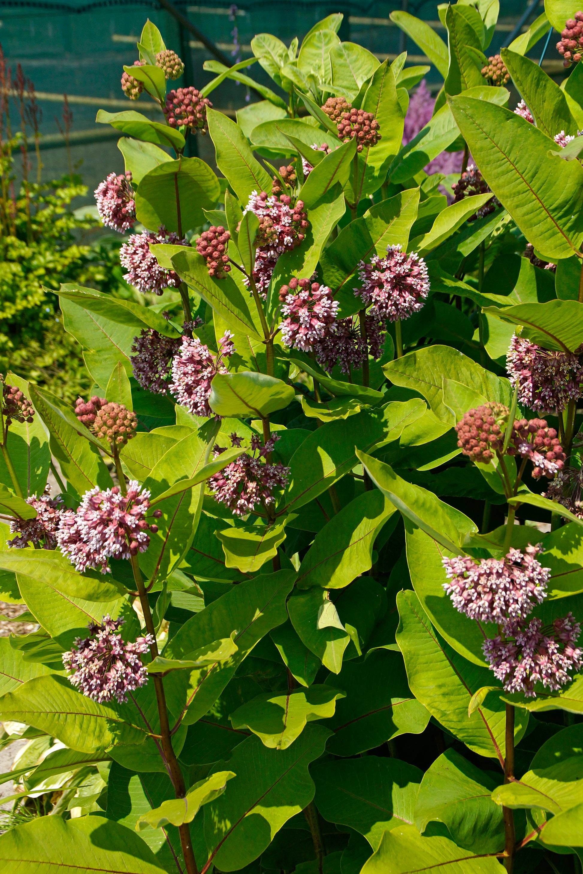 Purple flowers with green leaves in a natural setting