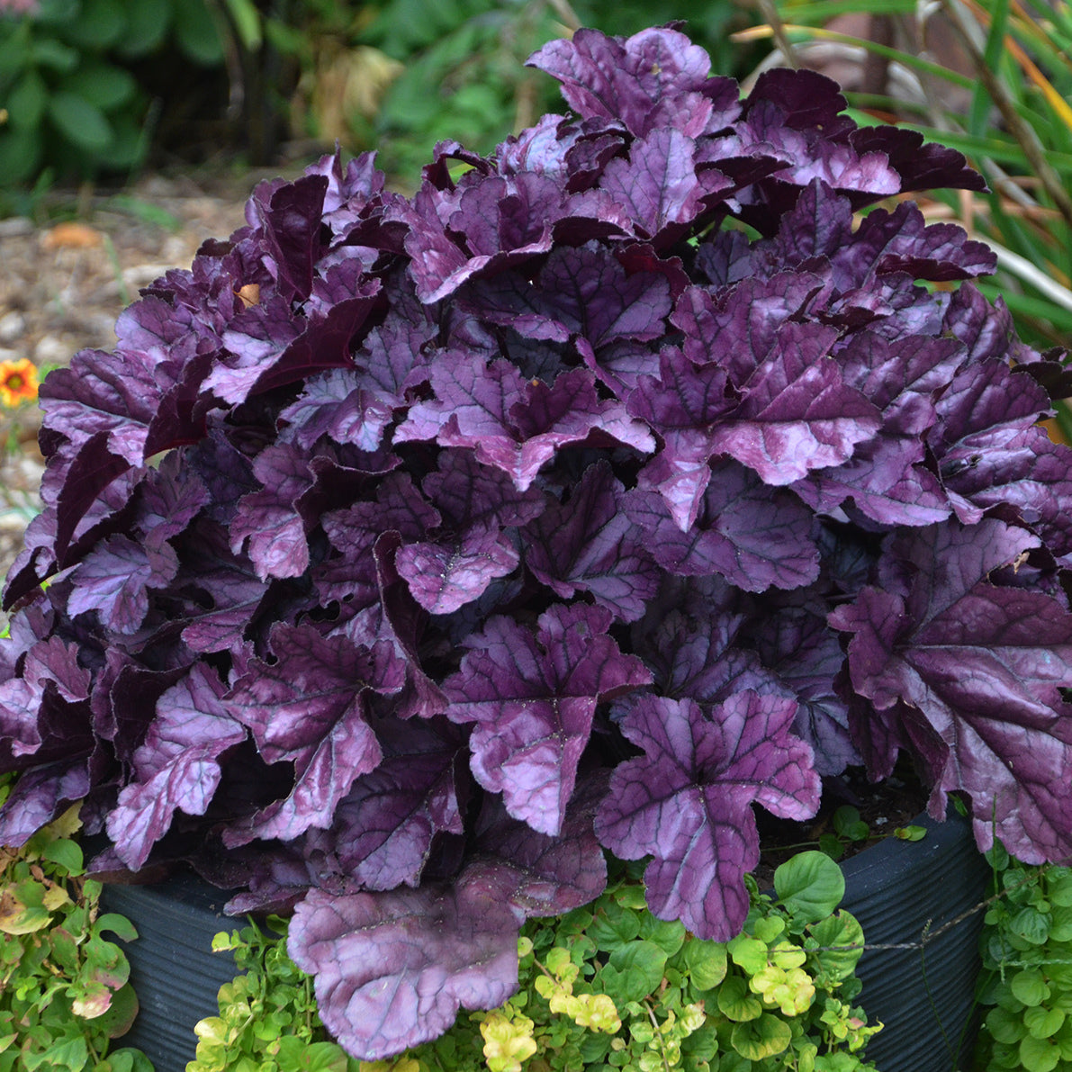 Purple leafed plant in a garden setting with green and brown background