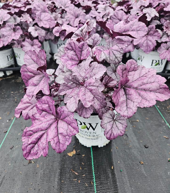 Purple leafed plants in pots with a visible brand label on a gray background