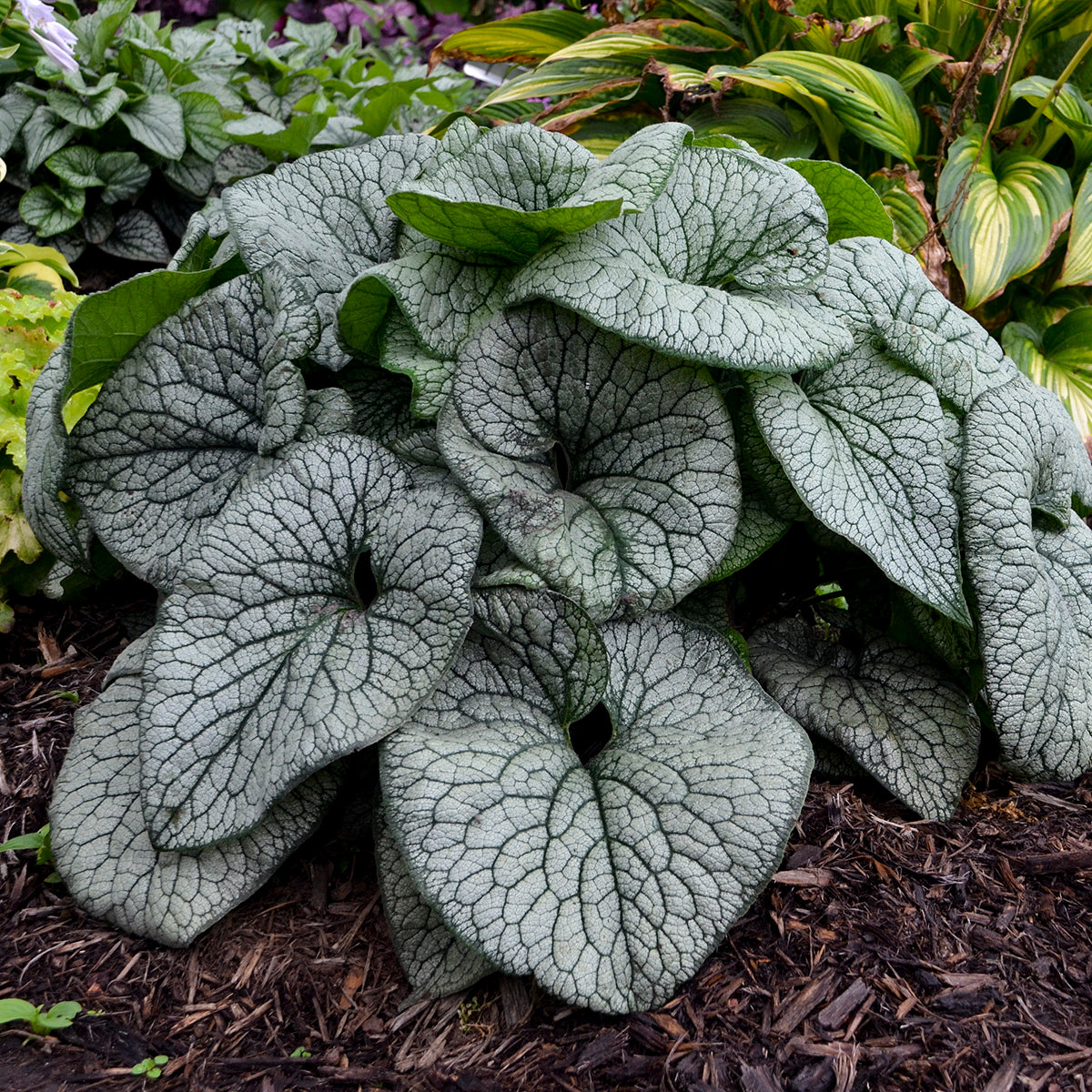 Queen of Hearts Heartleaf Brunnera glossy varigated leaves