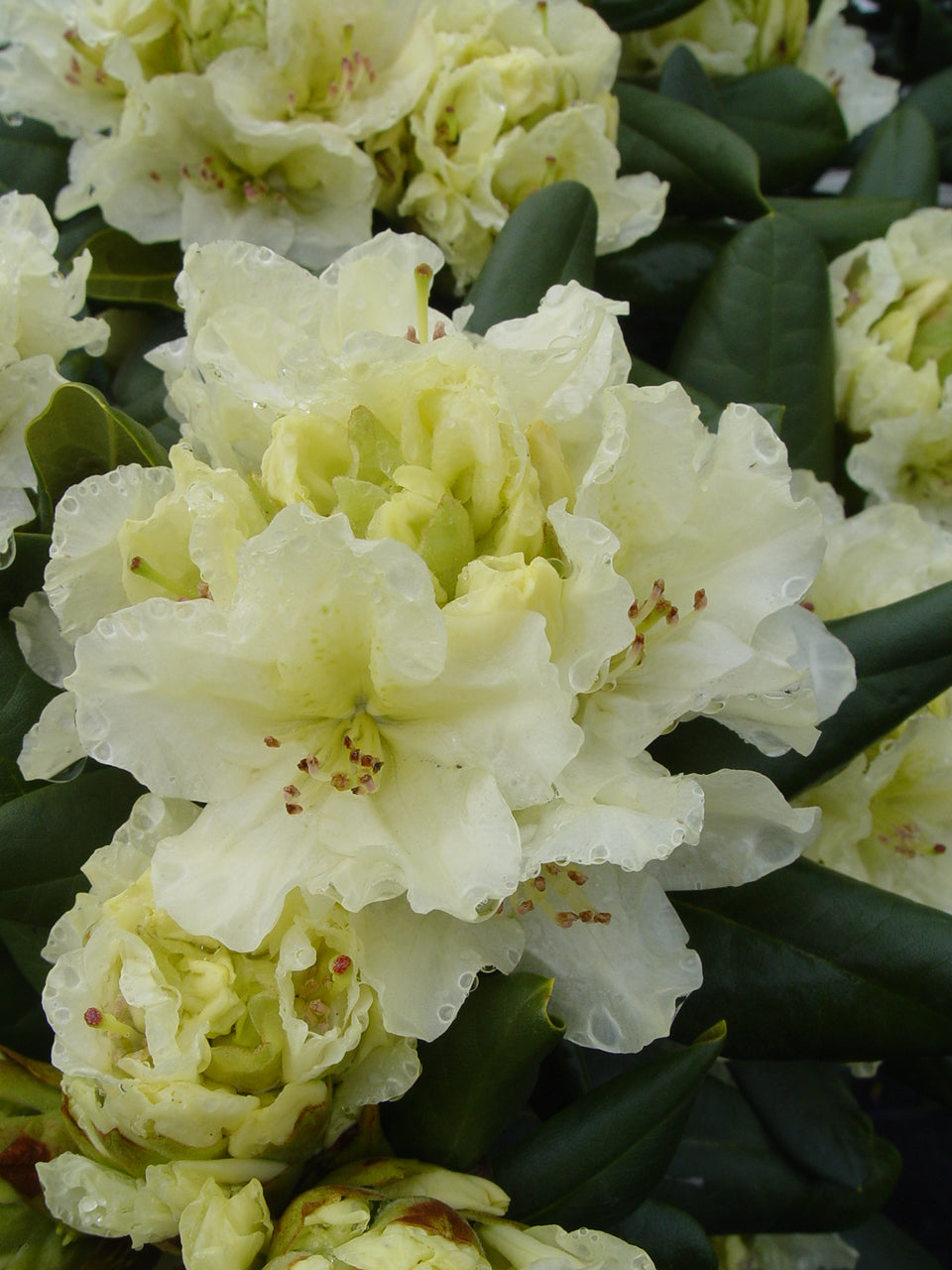 Capistrano Rhododendron