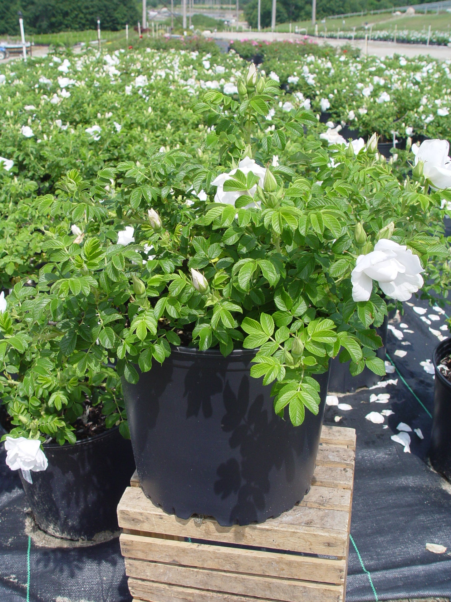 Blanc Double de Coubert Hybrid Rugosa Rose