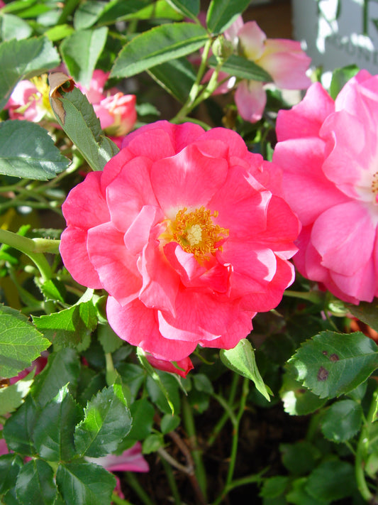 Pink Flower Carpet Rose