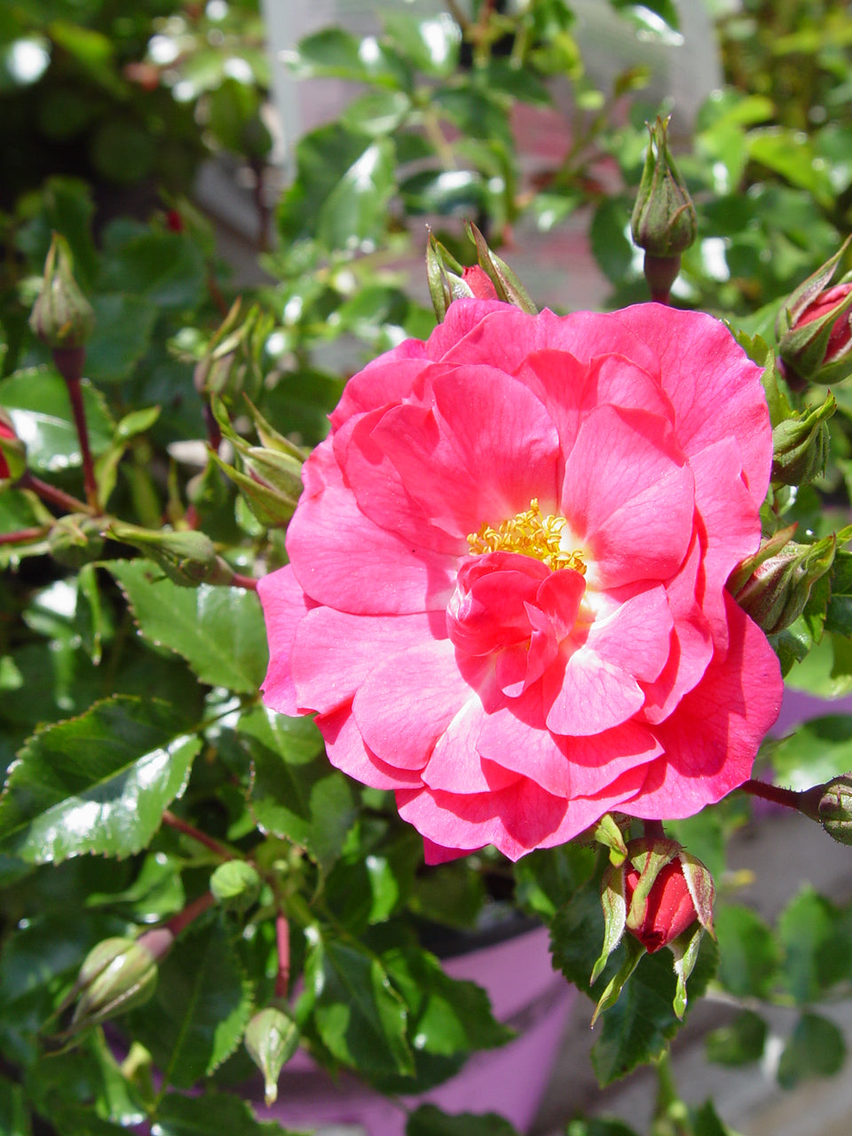 Pink Flower Carpet Rose