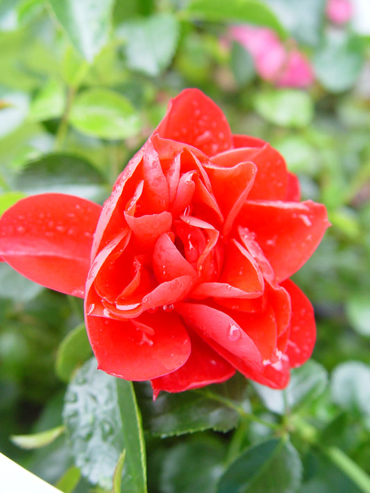 Red Flower Carpet Rose