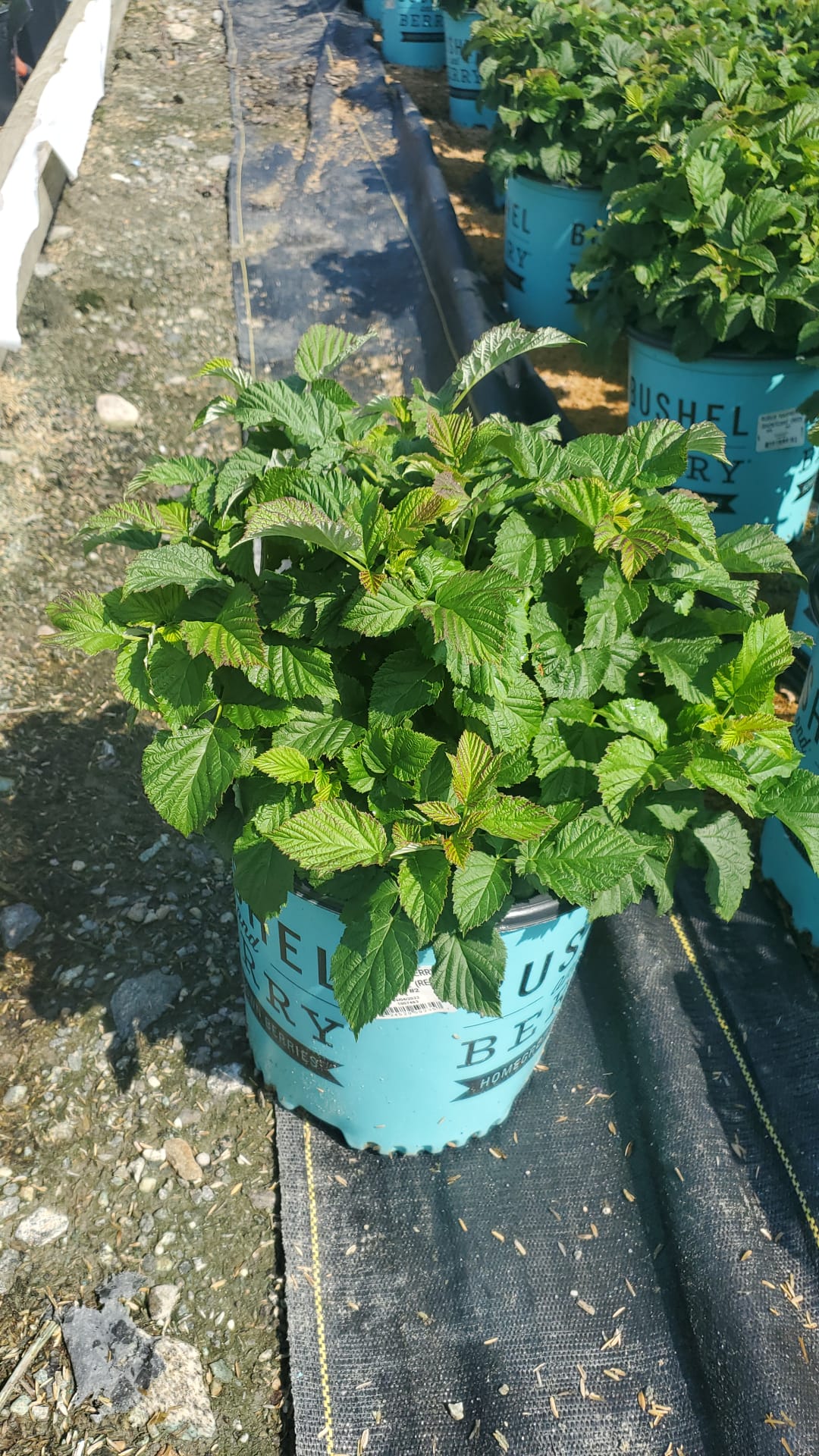 Raspberry Shortcake raspberry with leaves and canes