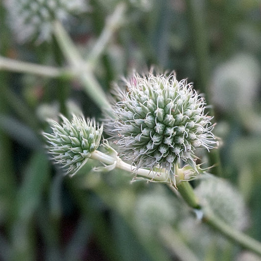 Rattlesnake Master flower close up