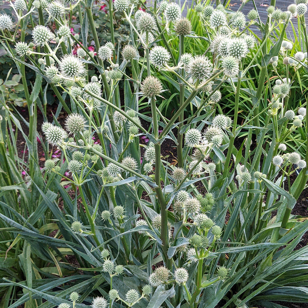 Rattlesnake Master flowering in the landscape