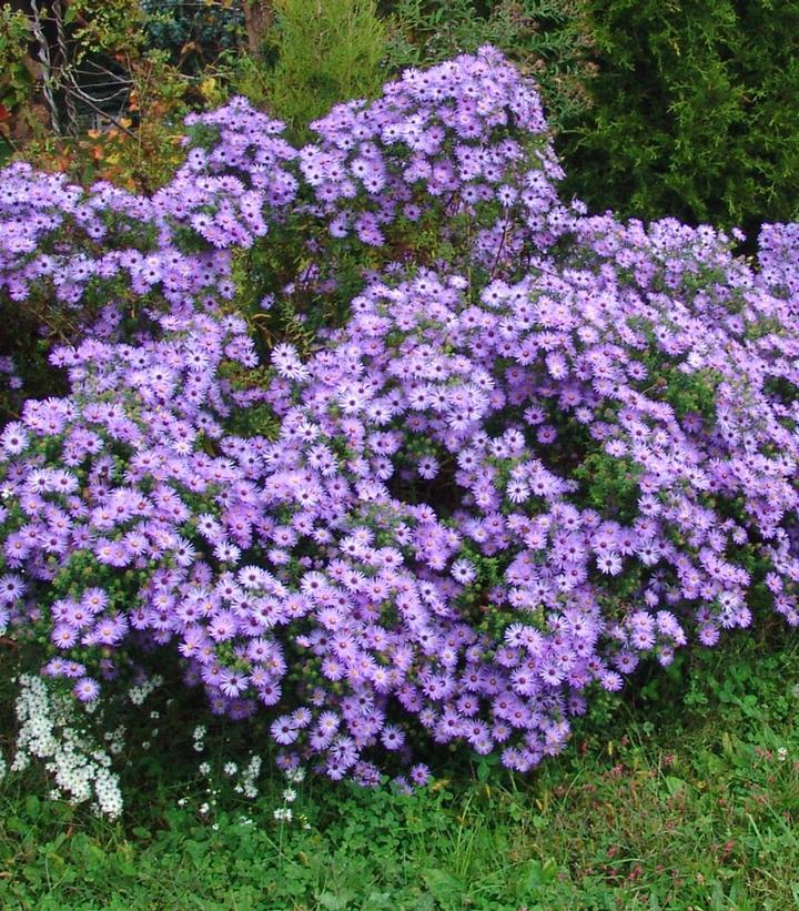 Raydon's Favorite Aromatic Aster