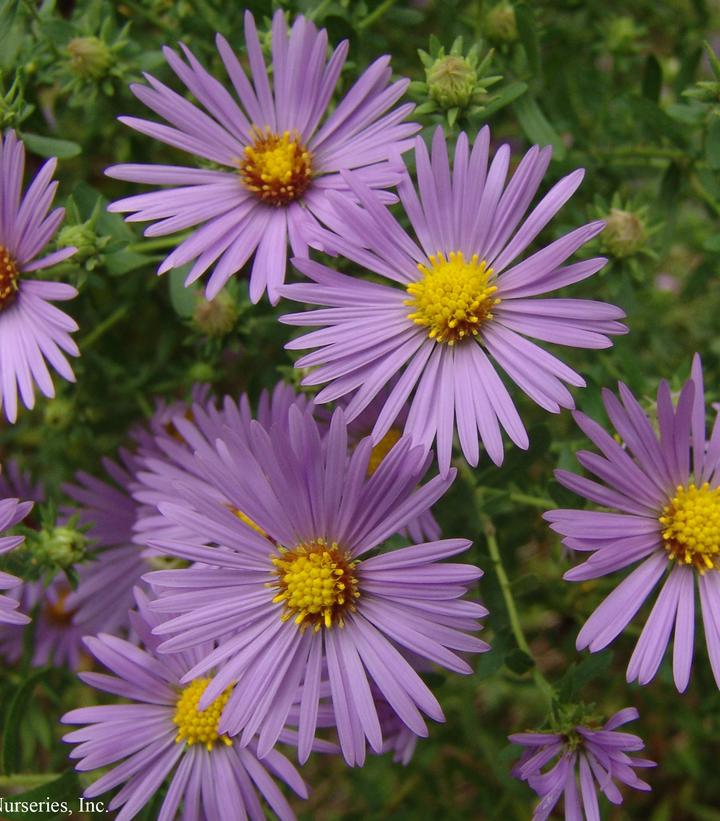 Raydon's Favorite Aromatic Aster purple foliage with yellow on the center