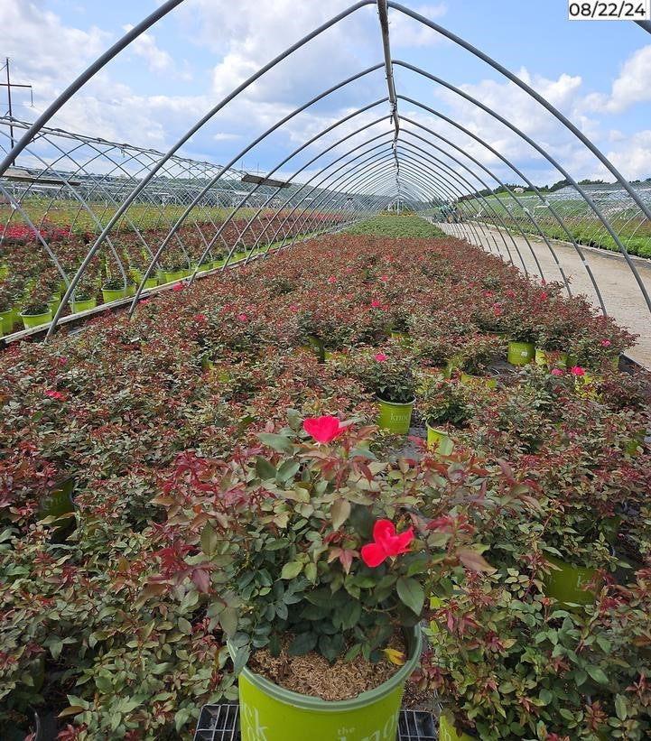 Red Knock Out rose shrub in 3‑gallon container
