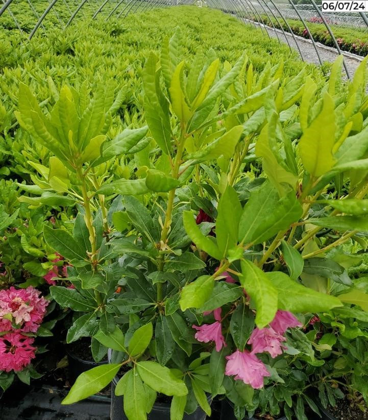Red flowers of Nova Zembla rhododendron against green leaves