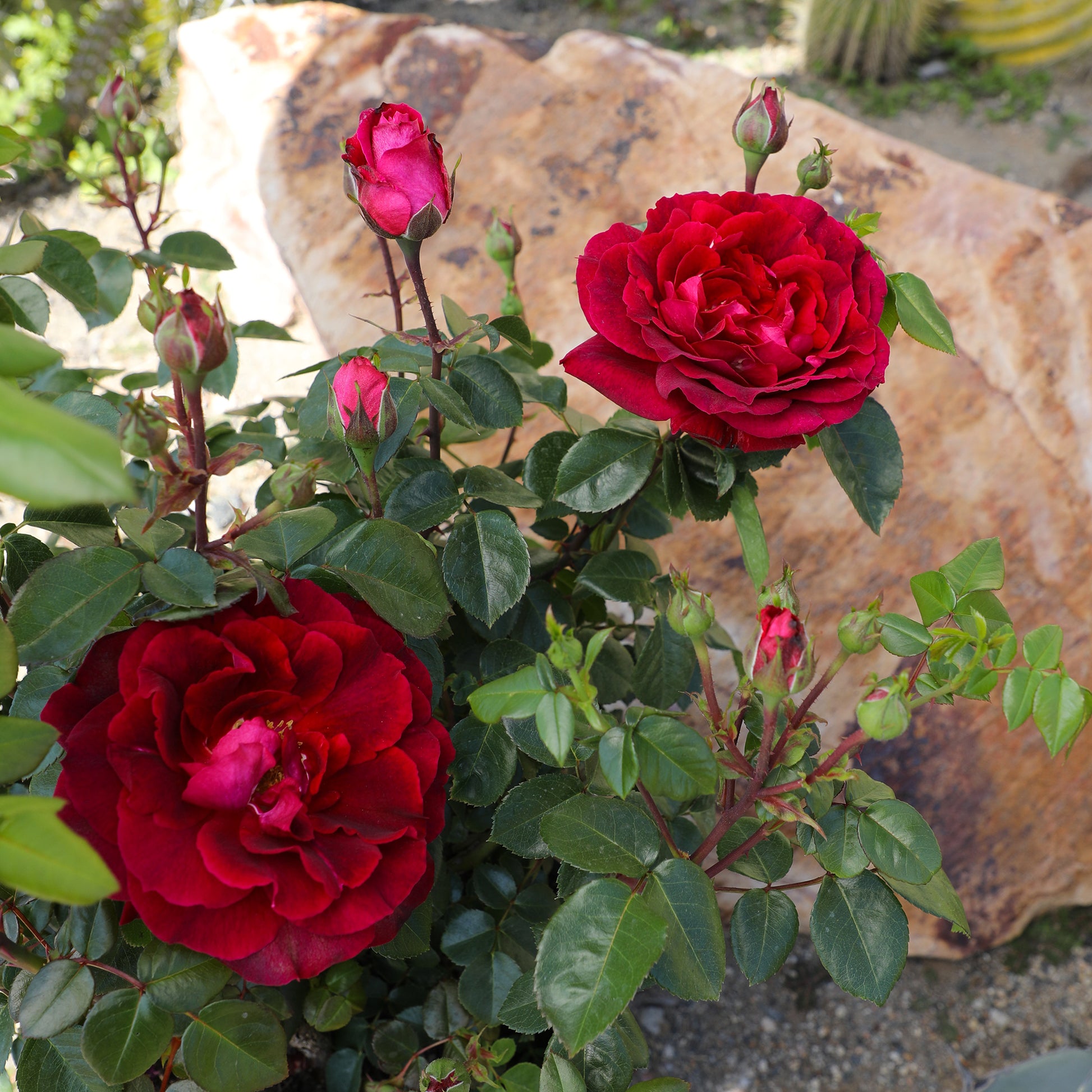 Red roses with green leaves against a stone wall background