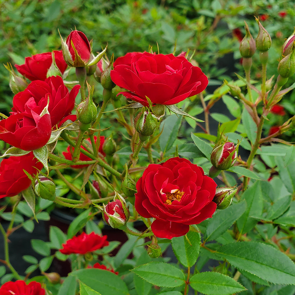 Red roses with green leaves in a garden setting