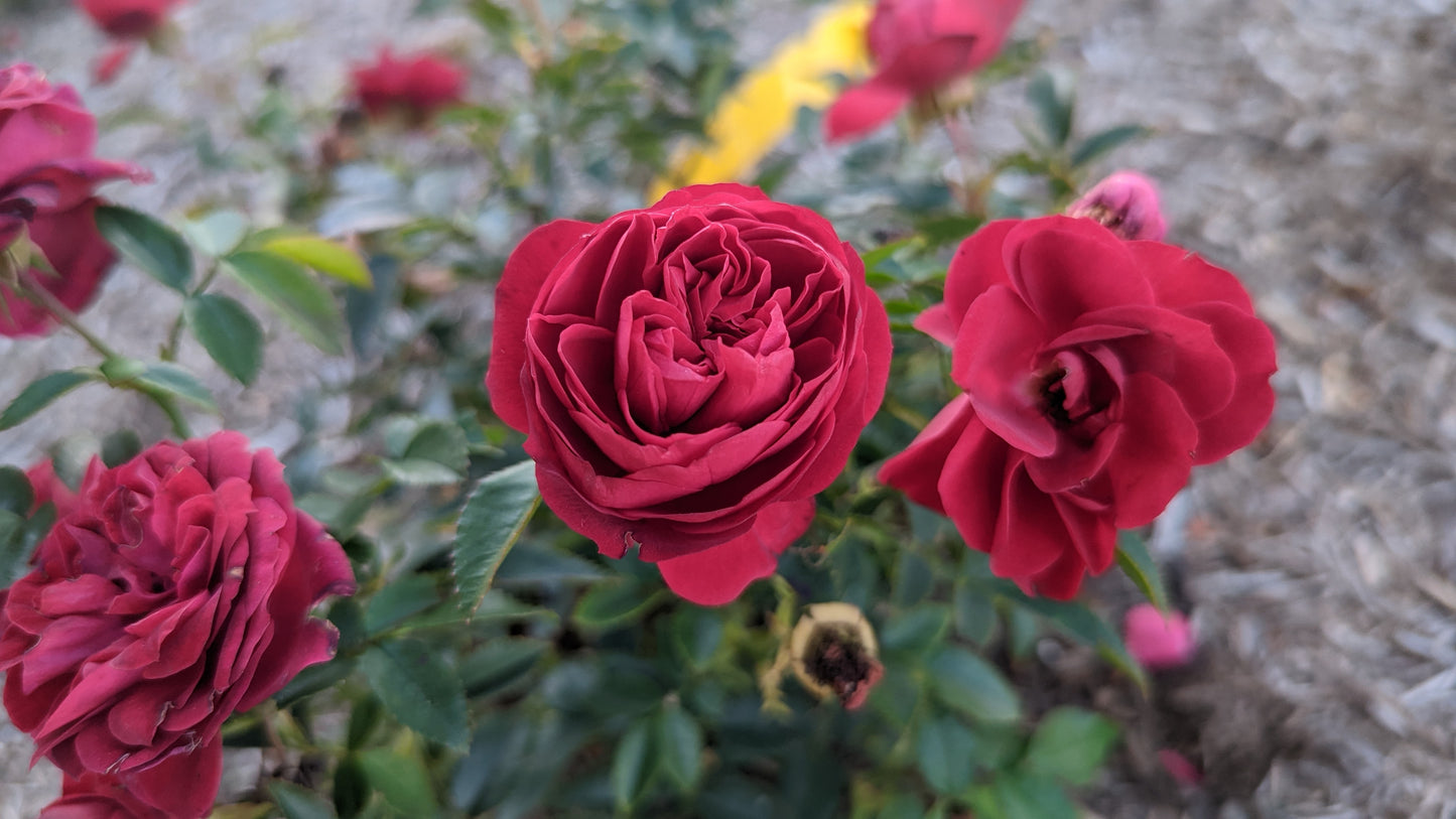Red roses with green leaves on a blurred natural background