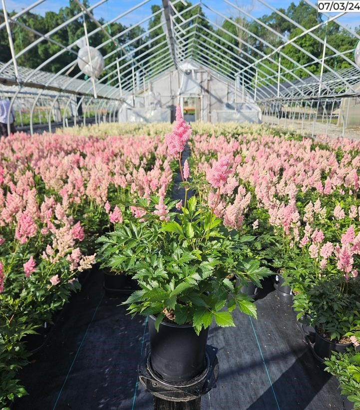 Rheinland Astilbe flowering in nursery