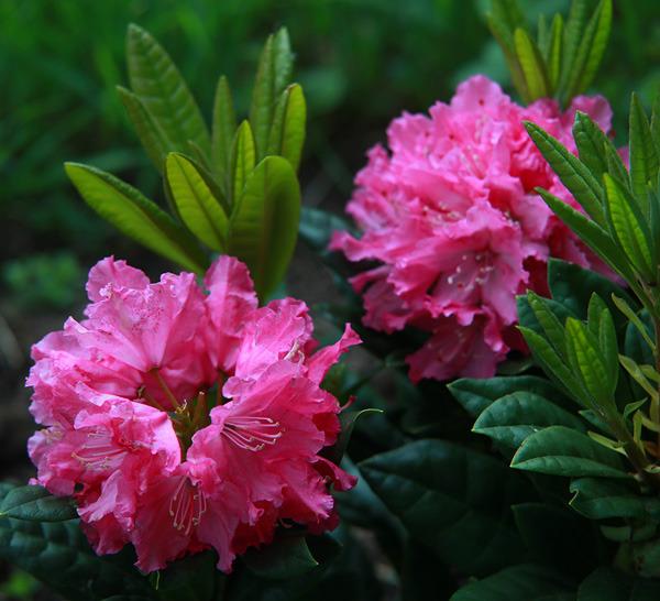 Haaga Rhododendron